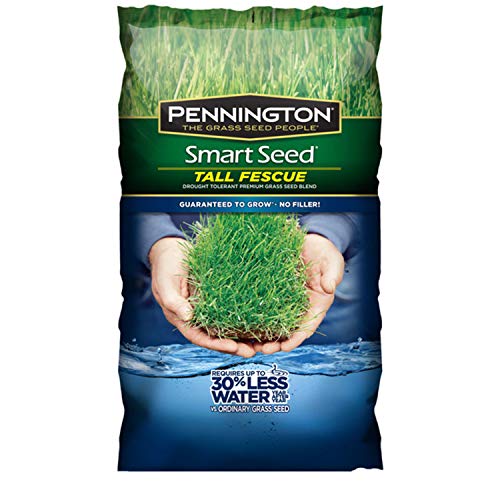 Pennington Kentucky 31 Tall Fescue