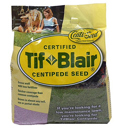 TifBlair Centipede Grass Seed